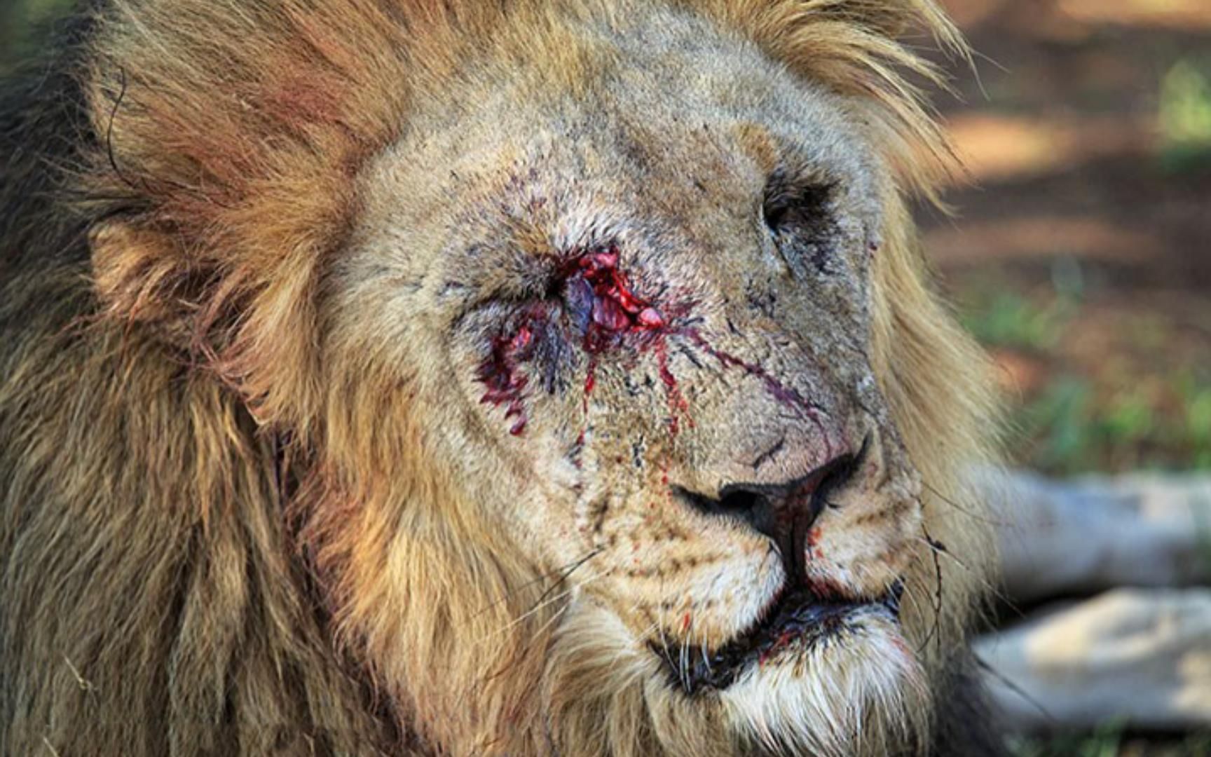 2头年轻雄狮vs2头地主雄狮双方都战死1头狮子