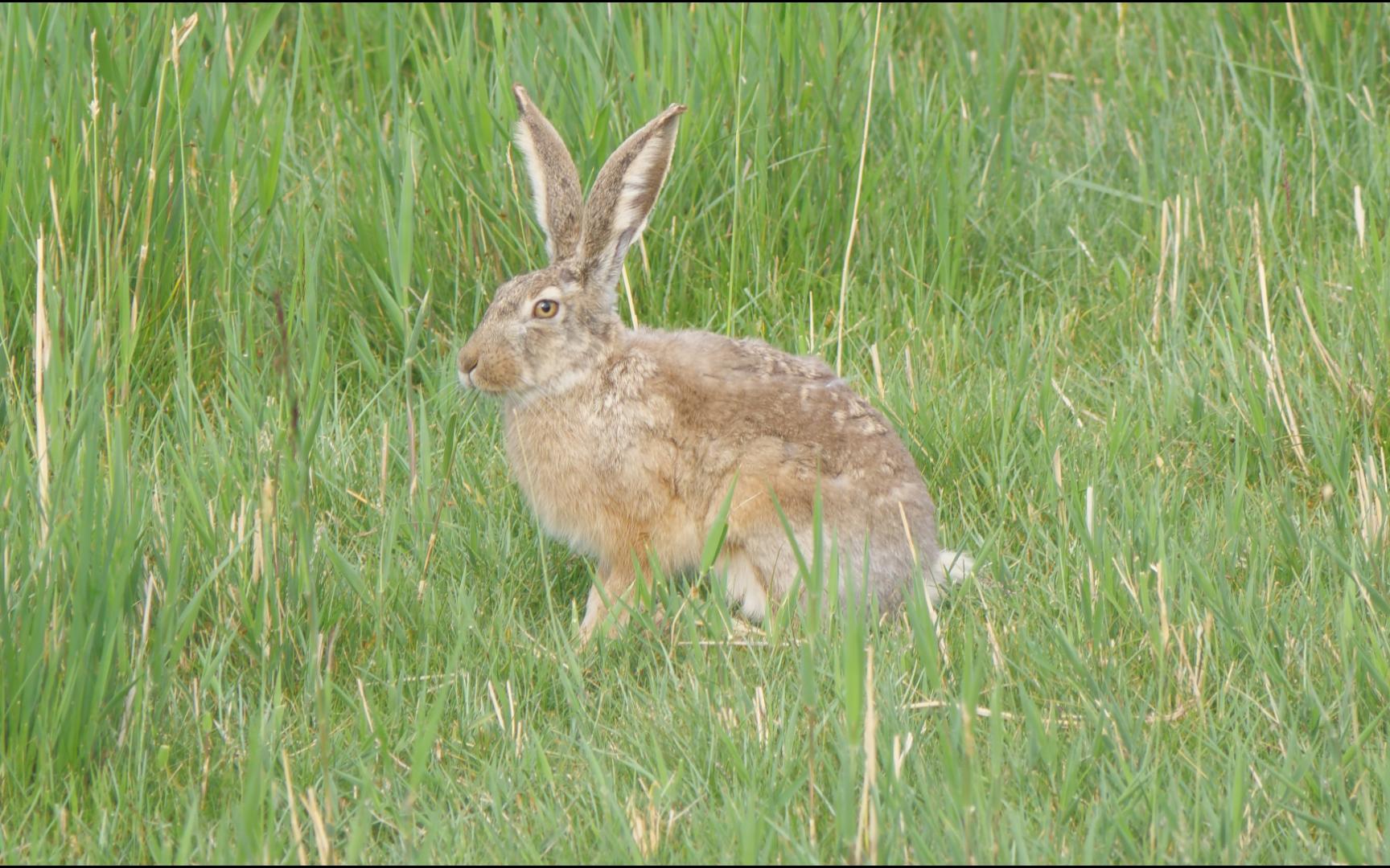 观察自然里的高原兔