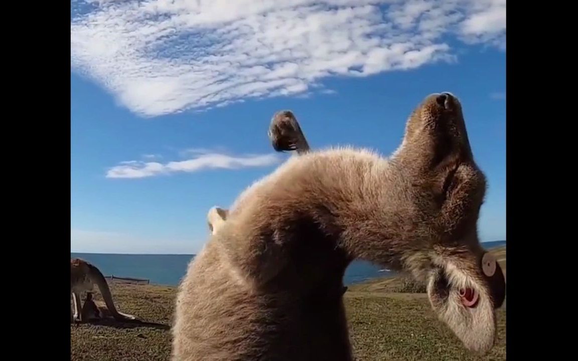 兽耳女仆的袋鼠摇手,主人喜欢吗?