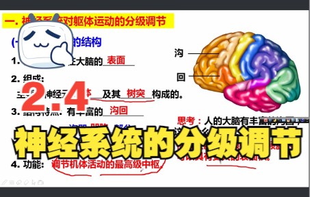 [图]高中生物选择性必修一2.4神经系统的分级调节