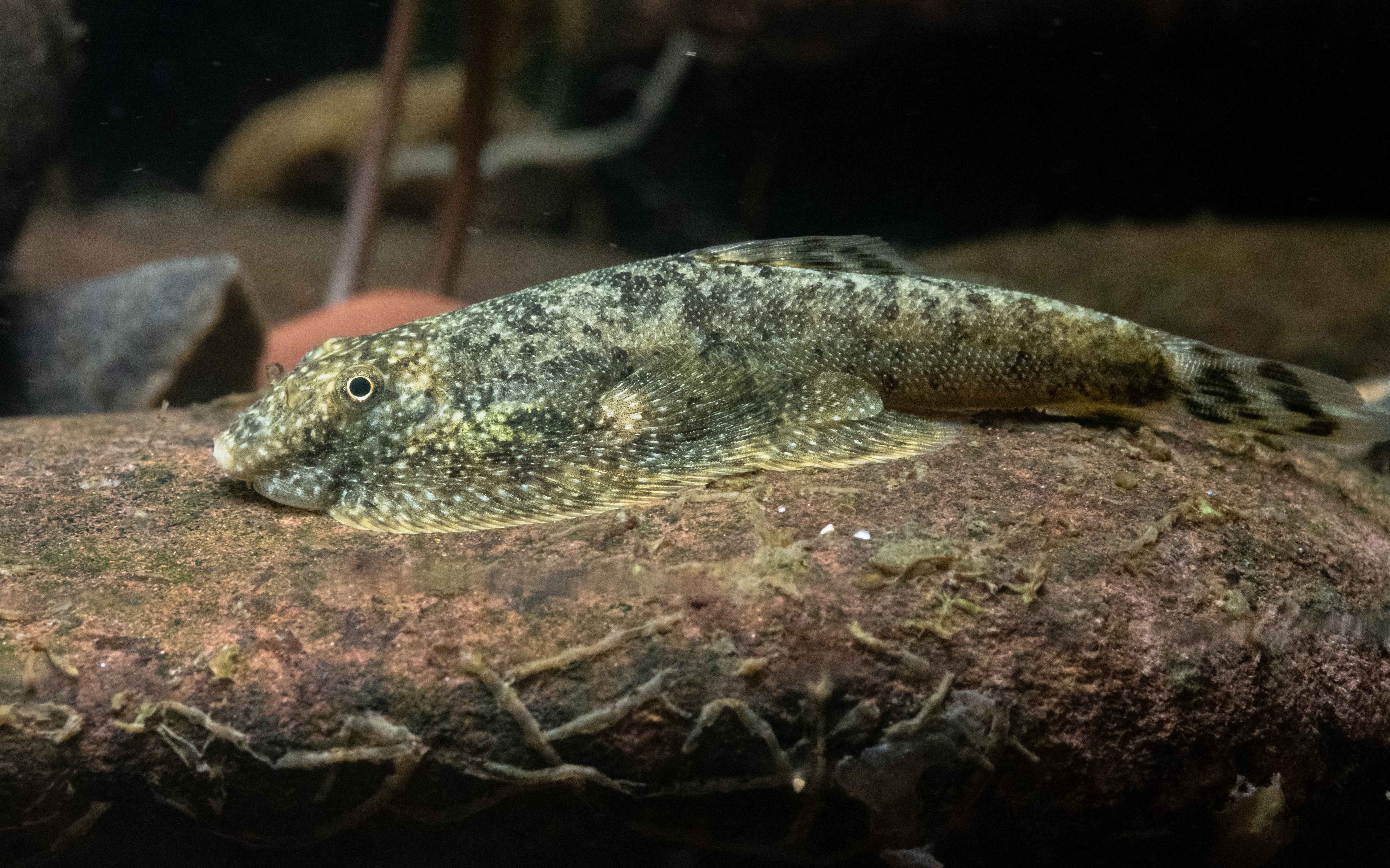 爬岩鳅本种广南表现型beaufortia leveretti "qu57ng nam"