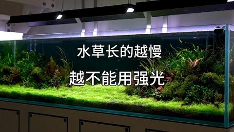 水族 满是鹿角苔的缸 最爱冒泡水草之一 就是漂水面难打理 哔哩哔哩 Bilibili