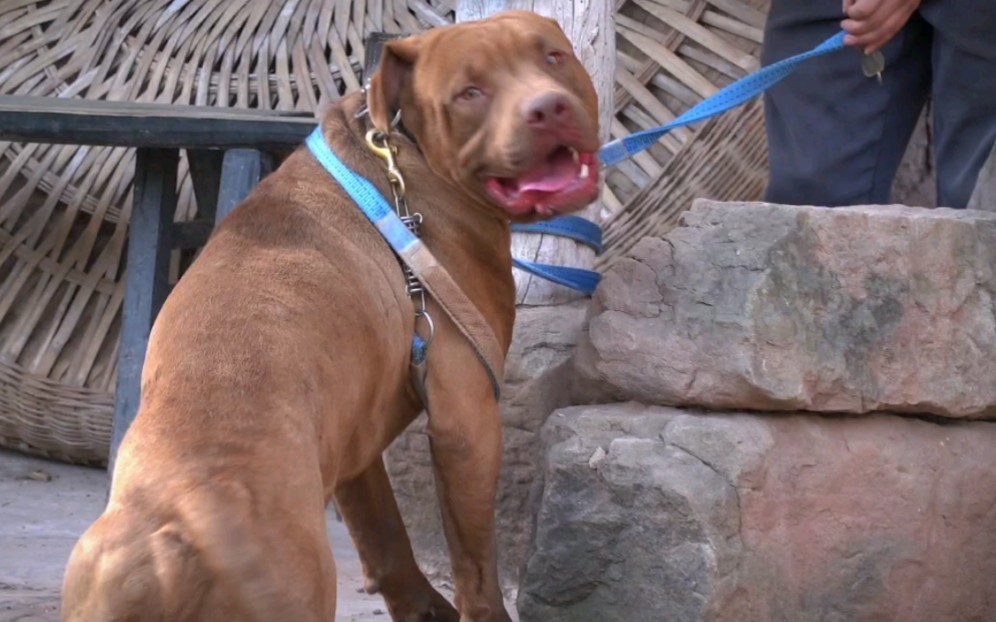 来狗场看猎犬的人太多了,好多都是买比特犬,80斤巨比被大哥拿下