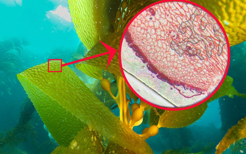 kelp海带细胞