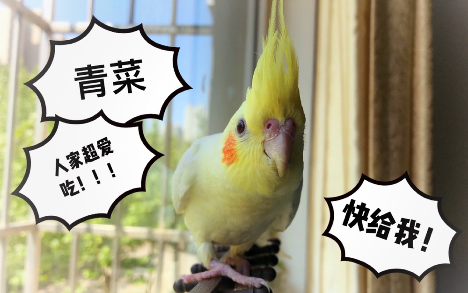 【玄鳳鸚鵡】我不管!我要吃青菜!