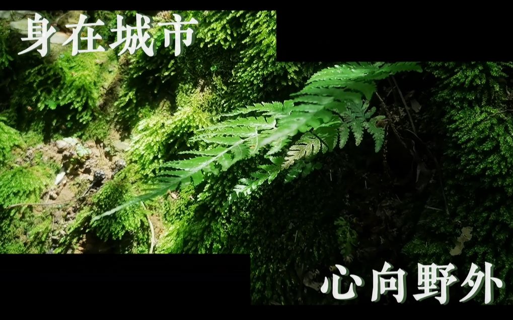 [图]植物园 山野草寻踪