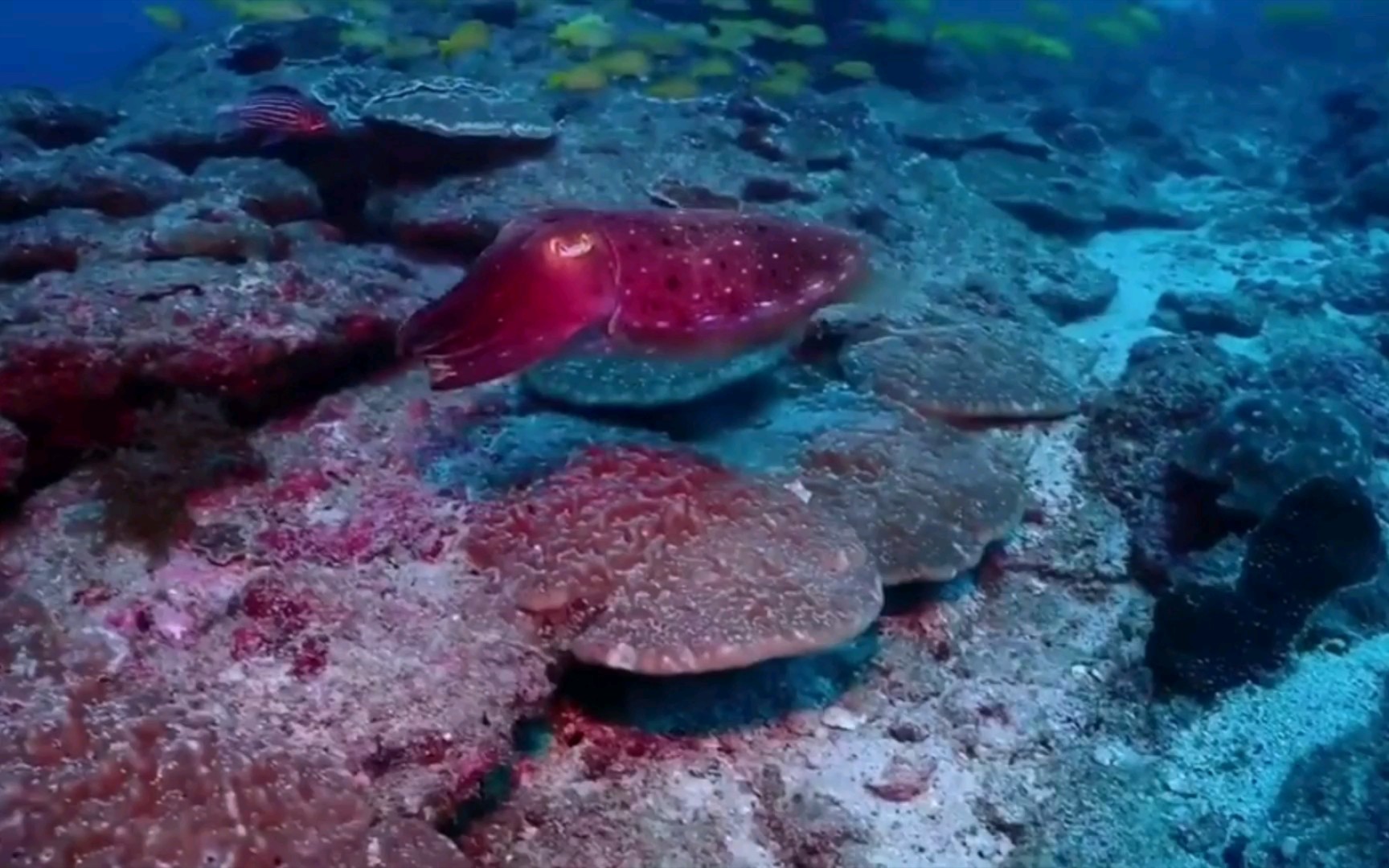 海底一只不断随环境变化而变色的乌贼.