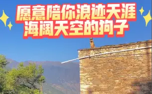 Descargar video: 除了狗子，我想不出还有什么生物愿意陪你浪迹天涯，海阔天空