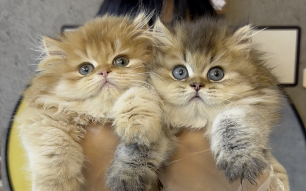 熊版长毛金渐层,快来看看