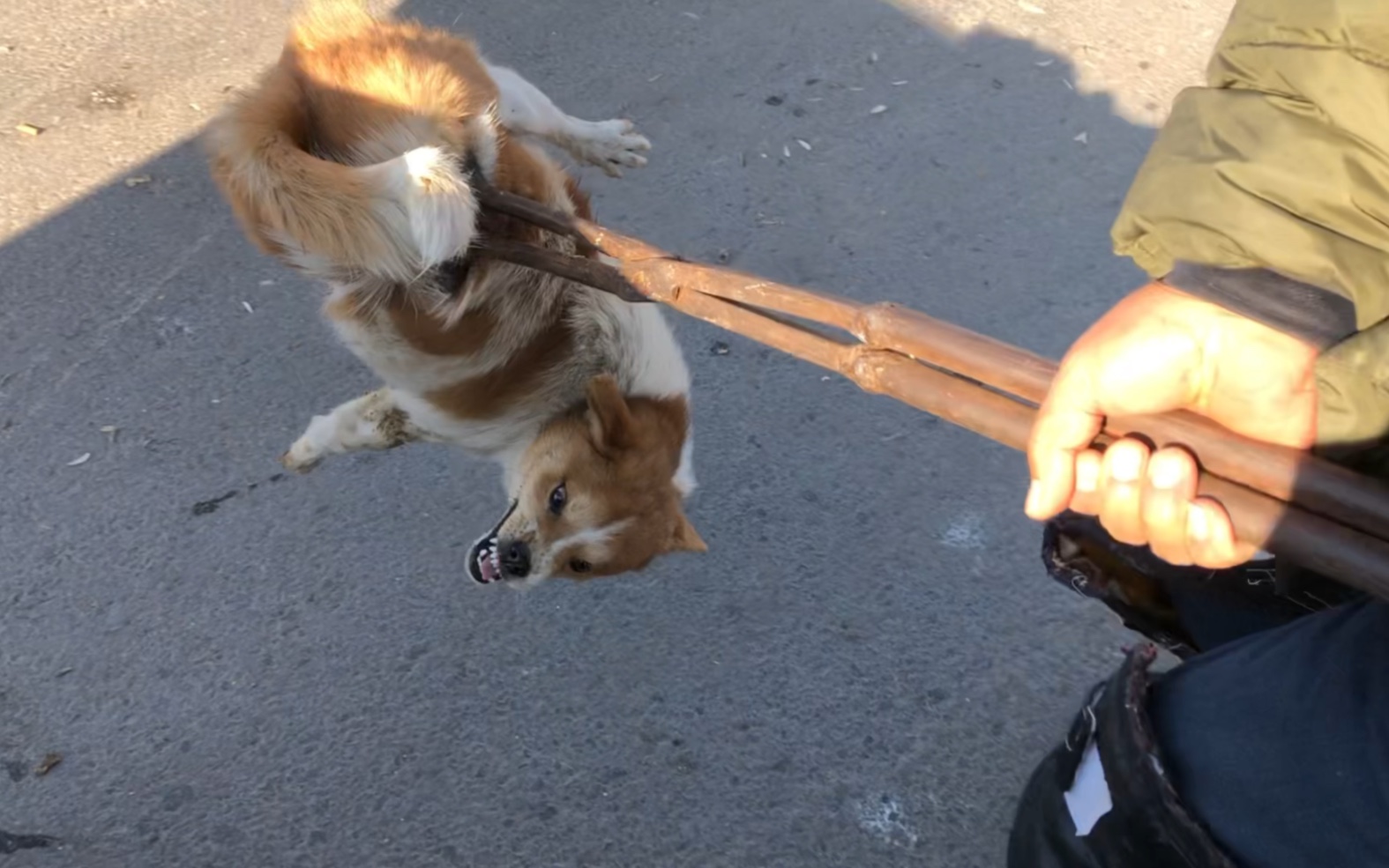 久经沙场的狗贩子毫不心软,小狗直接被铁夹子夹飞,疼的呲牙咧嘴