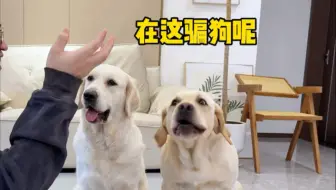 这狗子简直是不好忽悠…
