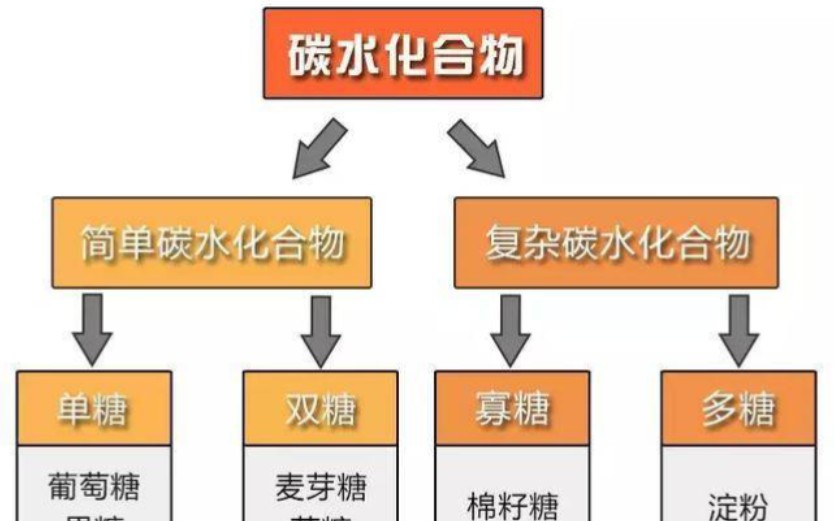 22.什么是单糖?什么是双糖?哔哩哔哩bilibili