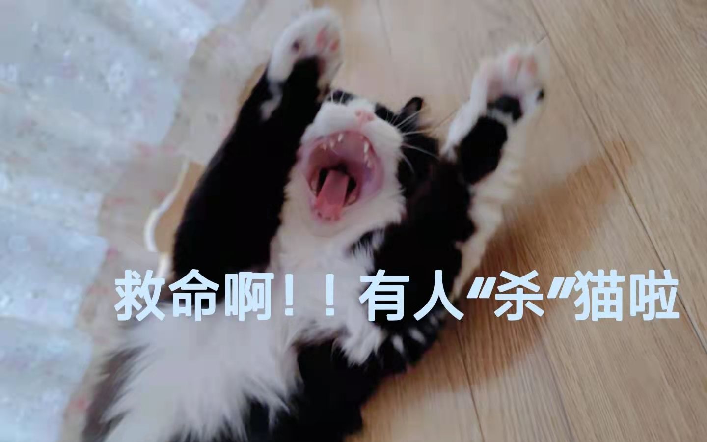 嚎叫精华版哔哩哔哩bilibili