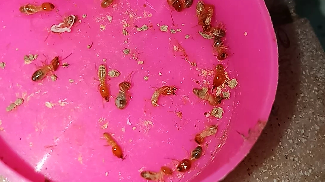 土垄大白蚁vs大白蚁,头是红色的是什么白蚁?