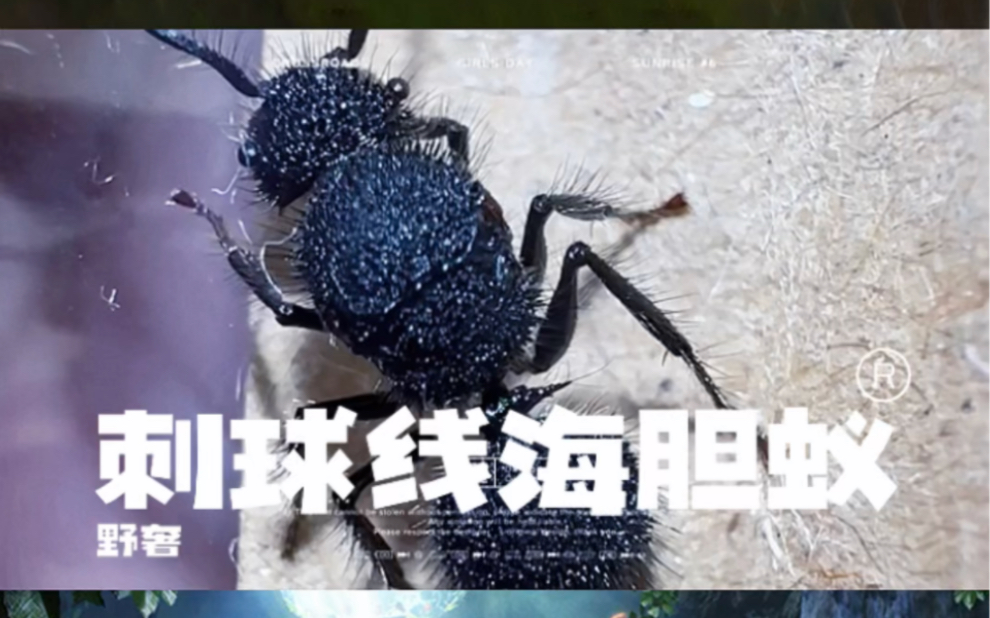 蚂蚁中国AntsChina|澳洲站|刺球线海胆蚁Echinopla melanarcto哔哩哔哩bilibili