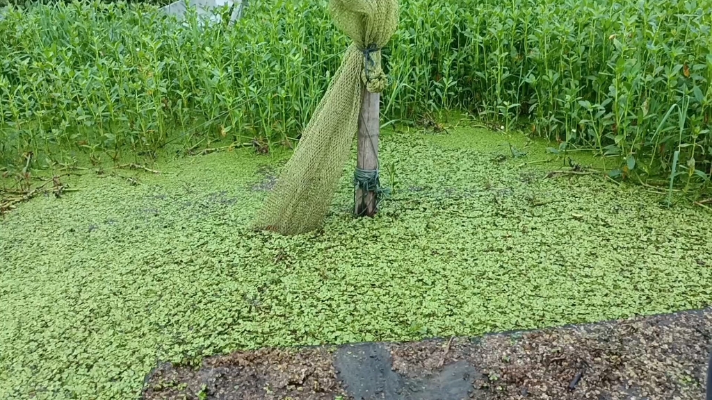 收網,等魚貨