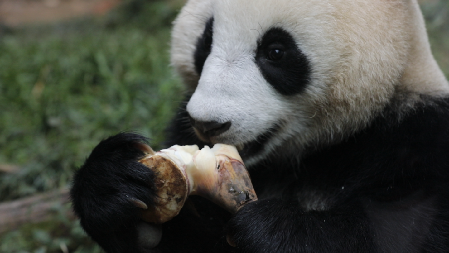 活动作品大熊猫国庆国庆超级吃竹笋