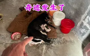 Video herunterladen: 小伙养了一只小黑狗，以为养不活长不大，没想到半年后奇迹发生了