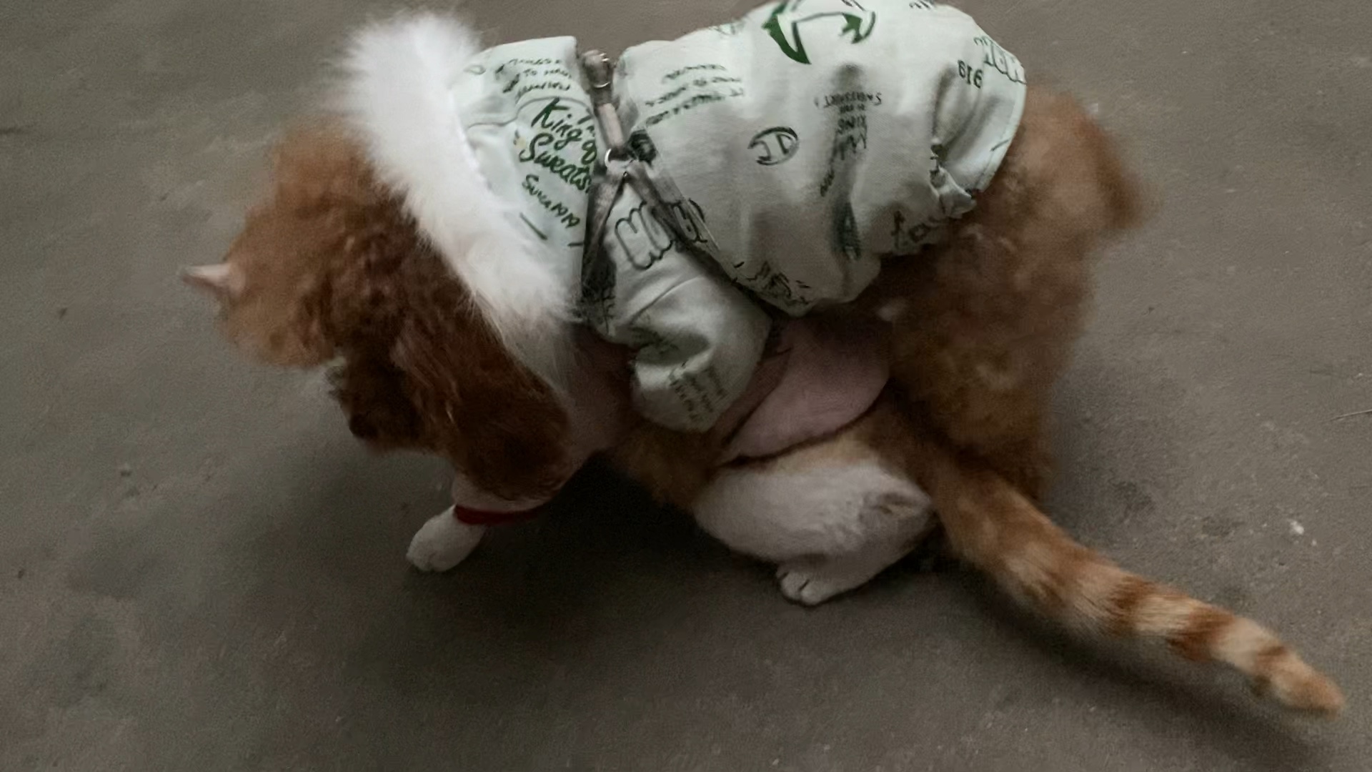 宠物萌宠日天日地日空气的泰迪日