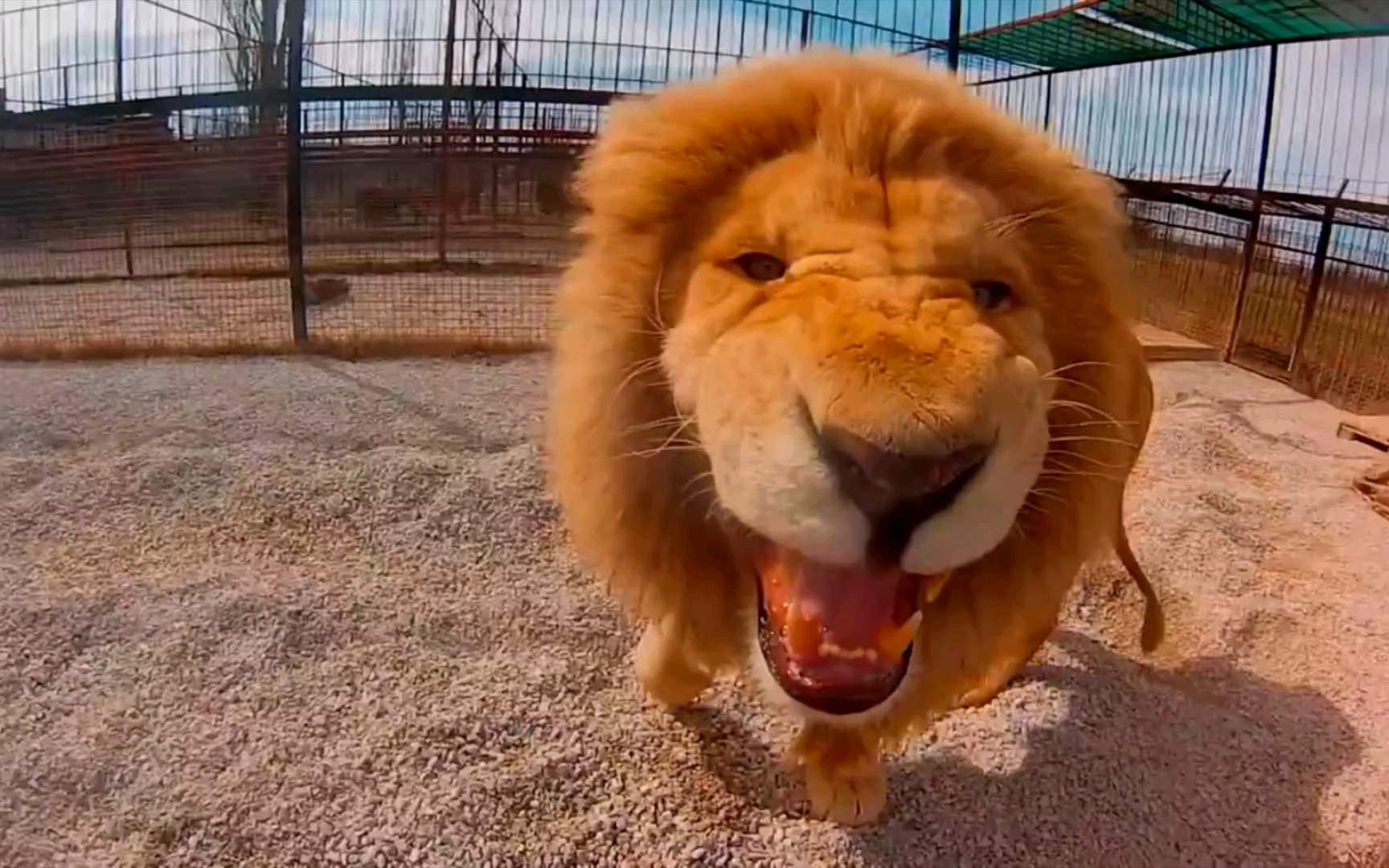 理查德:奥列格,开门!(泰加动物怼脸拍2015 )