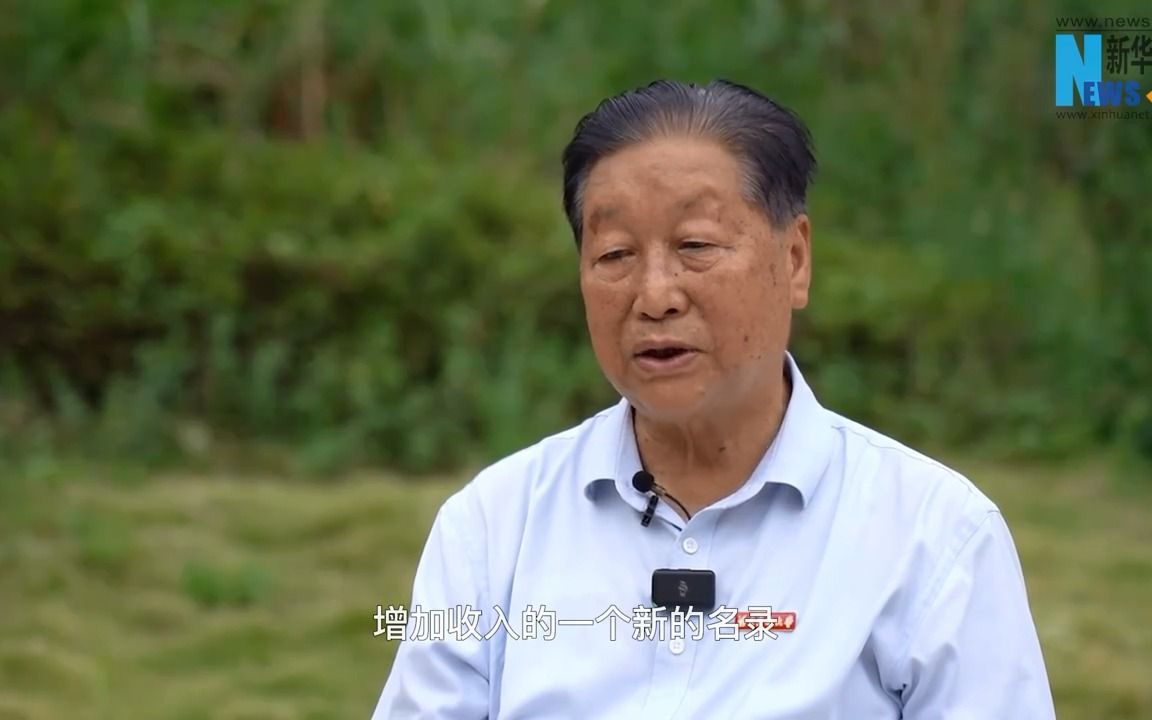 "菌草之父"林占熺的绿色扶贫梦,巨菌草神奇的幸福草,生钱草.