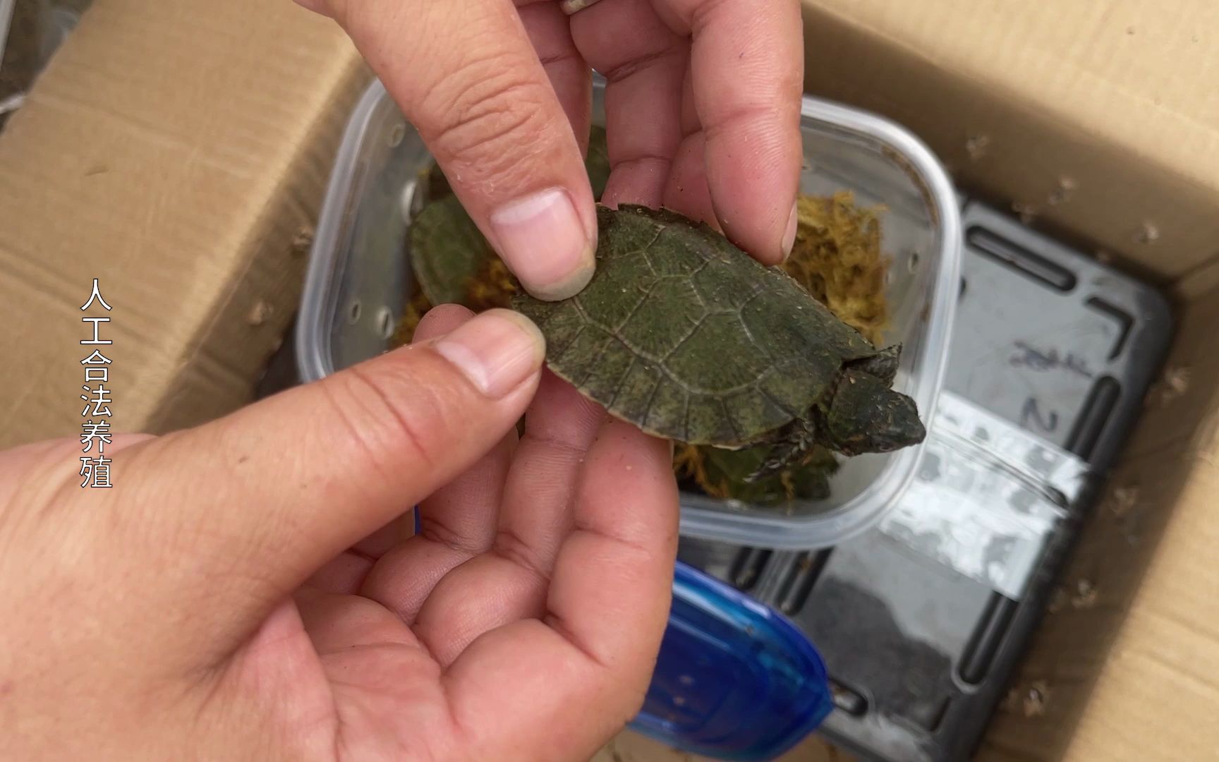 人工锯缘龟苗现在太少了,终于等来了几个