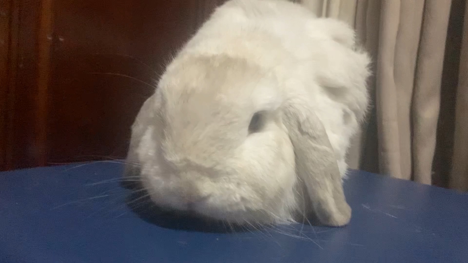 【垂耳兔】晚上欺负一下啾啾