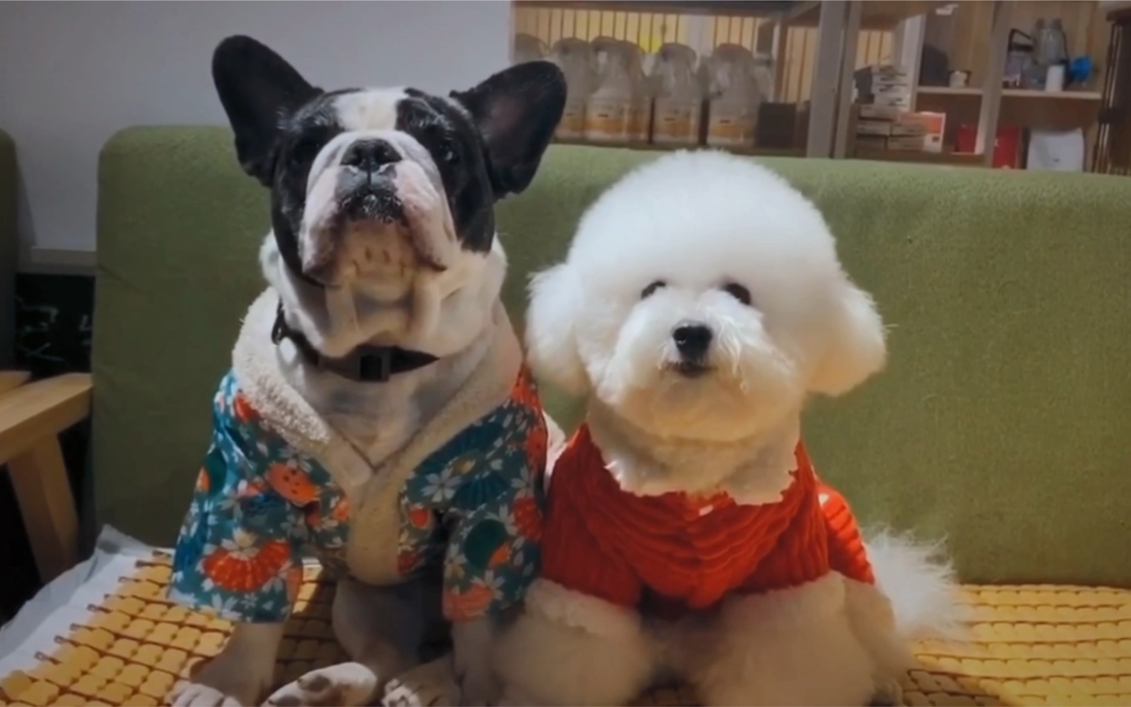 活动作品法斗和比熊在一起啦