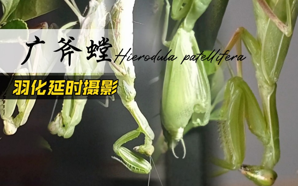 广斧螳螂 羽化 近距离延时摄影 (北京通州 京斧)涨幅四进六_哔哩哔哩