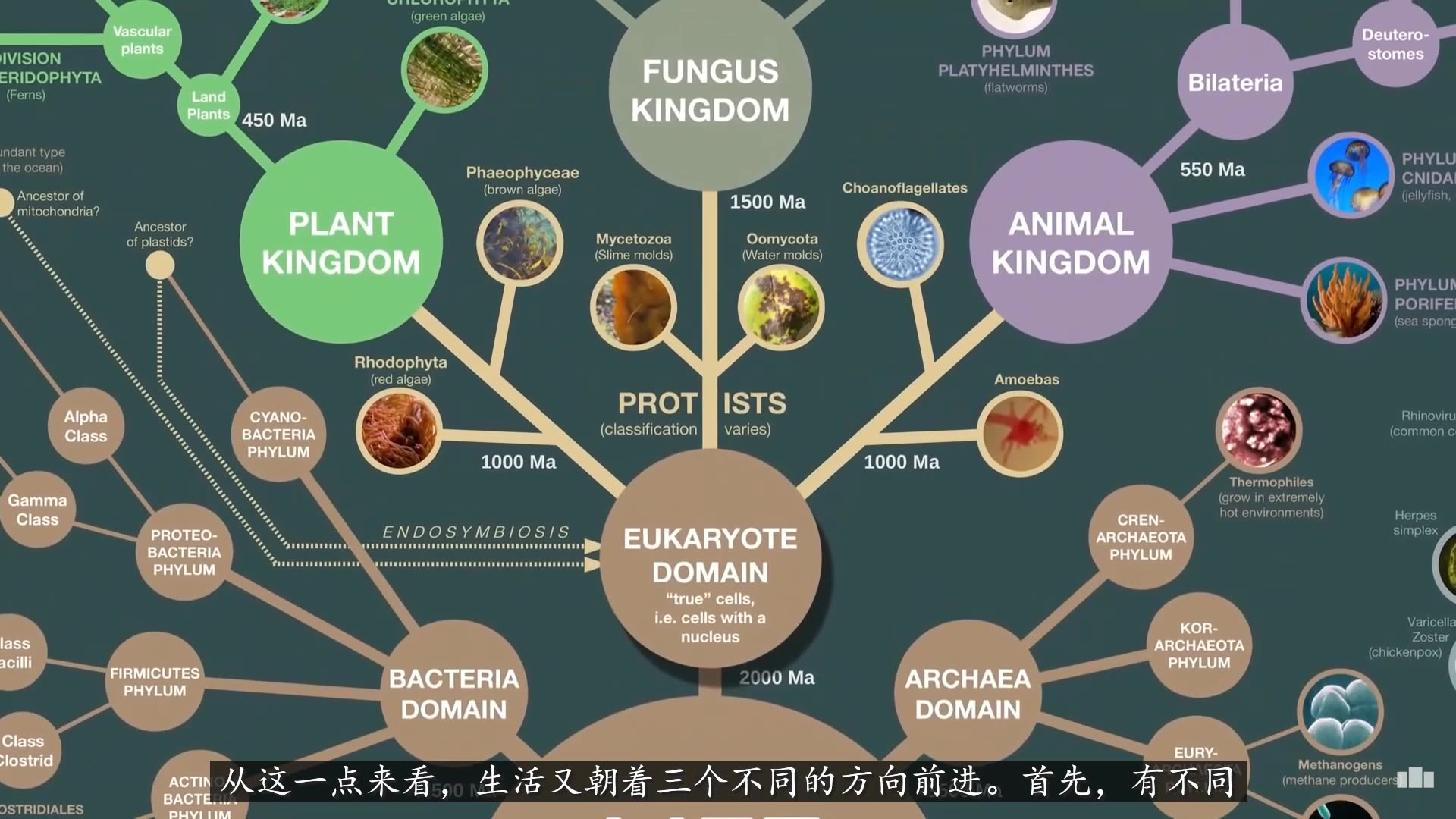 [图]进化树 生命进化与分类（Evolution & Classification of Life）