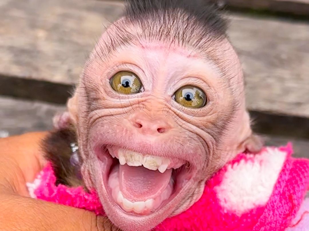 豚尾猴宝宝太好看啦!0909