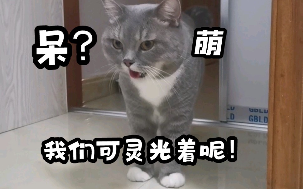 [图]拥有两只可爱的猫，日常不无聊