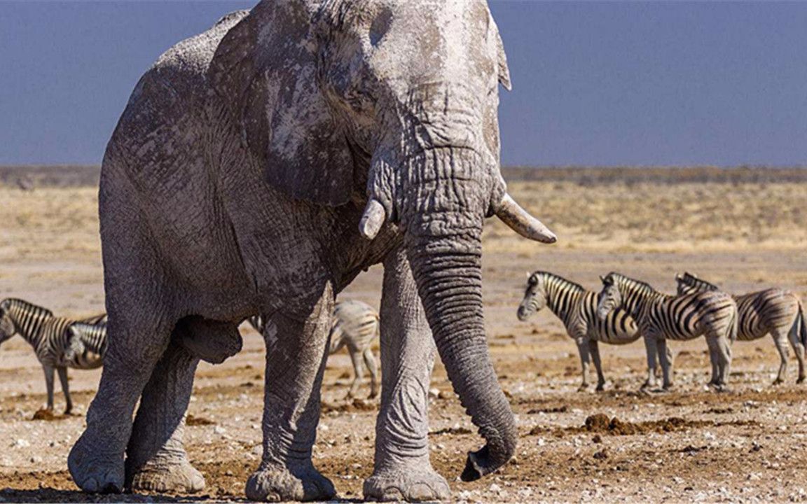 海陆空最大生物pk,蓝鲸重达240吨,相当于几千头大象