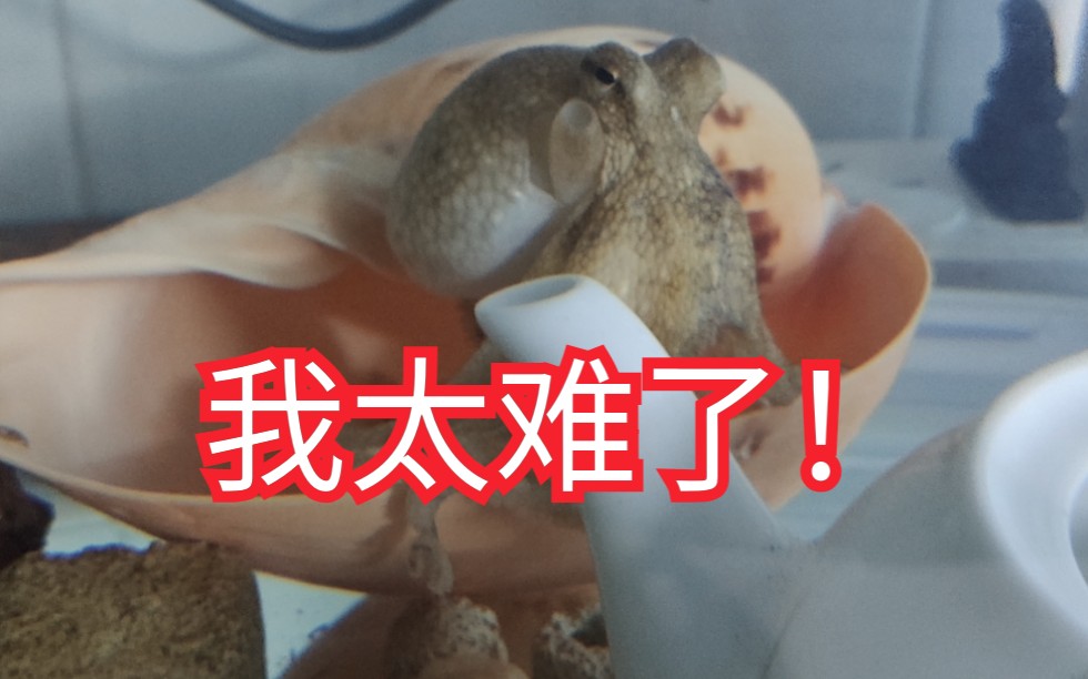 一个视频告诉你章鱼在b站混得多惨