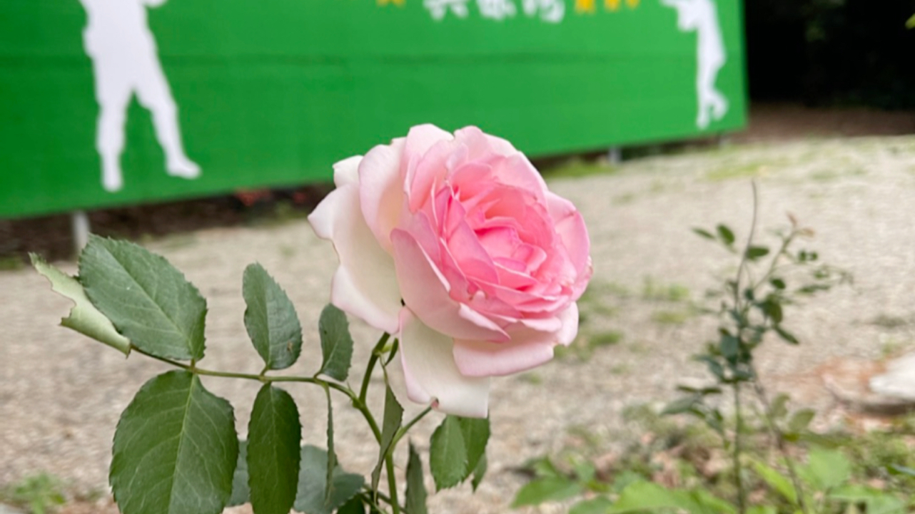 深圳花卉公司有哪些