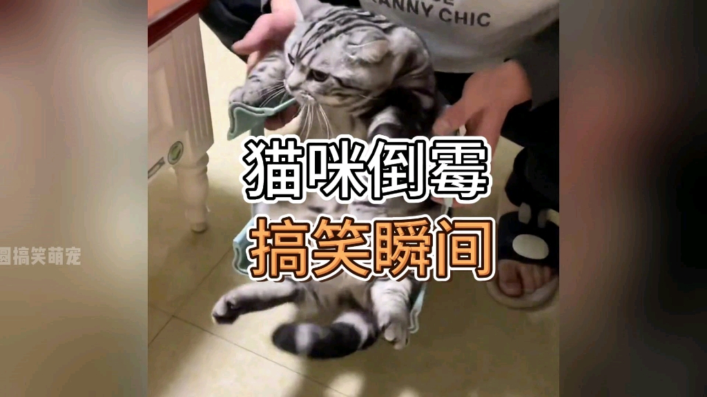 [图]猫咪倒霉瞬间