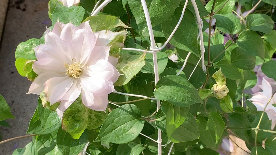 开一次花就要重启的铁线莲?春姬