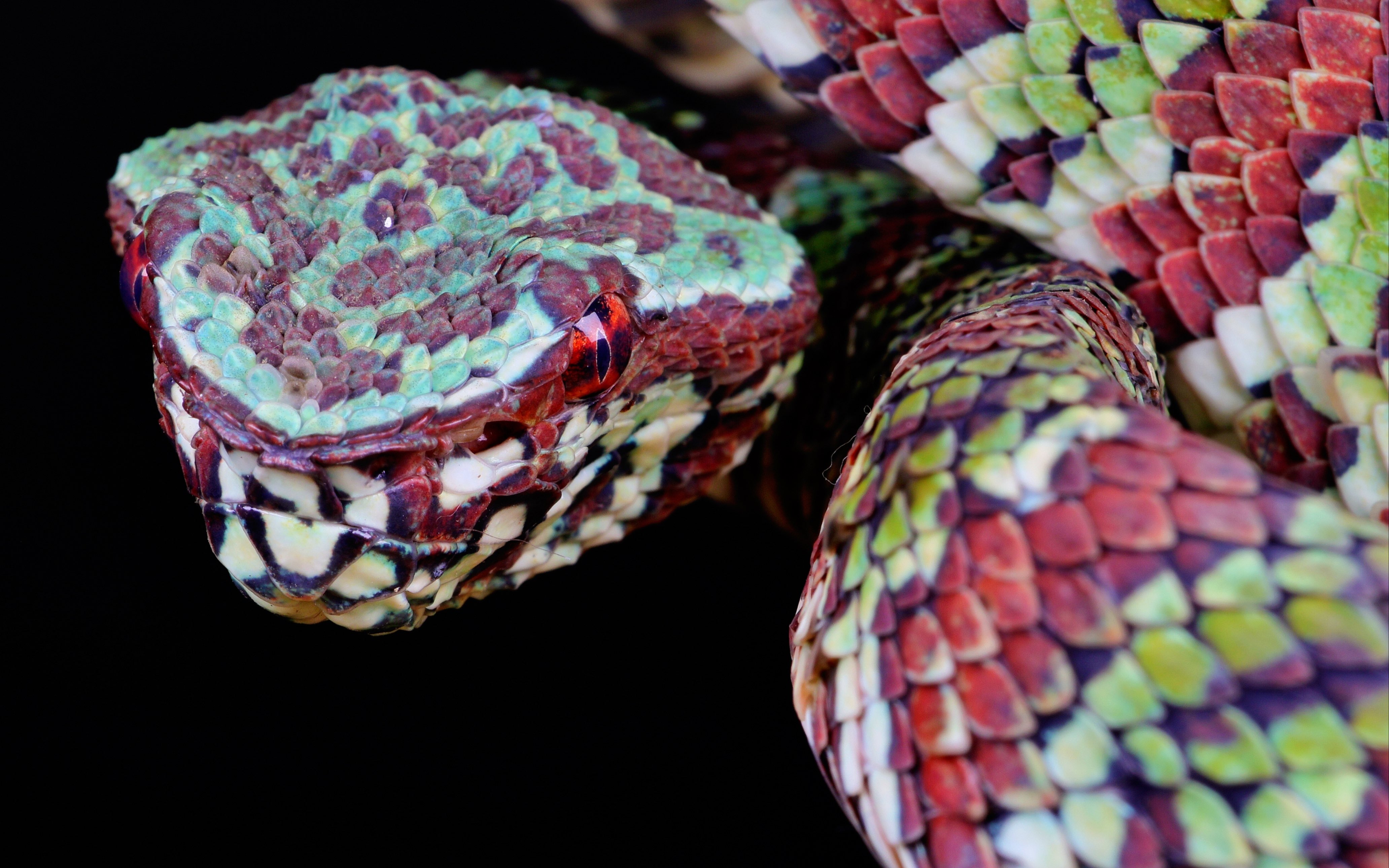 「矛与盾」—— 宽斑铠甲蝮tropidolaemus laticinctus 摄影