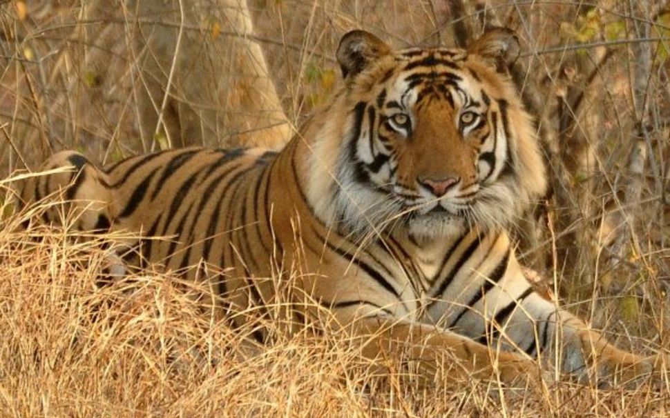 【原创 自制】班达迦保护区雄性孟加拉虎群像合集