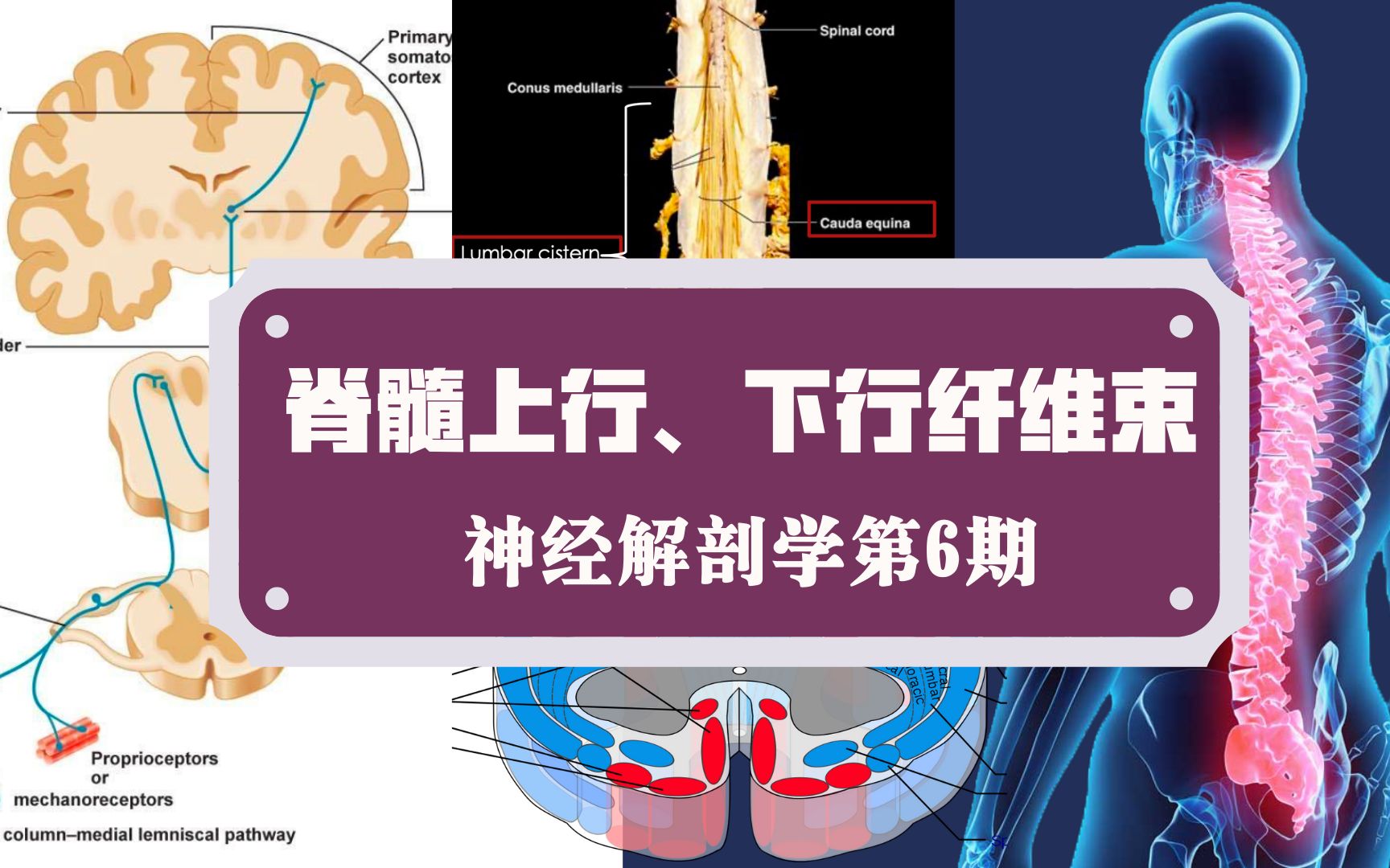 [图]神经解剖学第6期 | 脊髓上行下行纤维束 和我一起划重点~