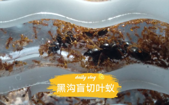 黑沟盲切叶蚁捕食蟋蟀