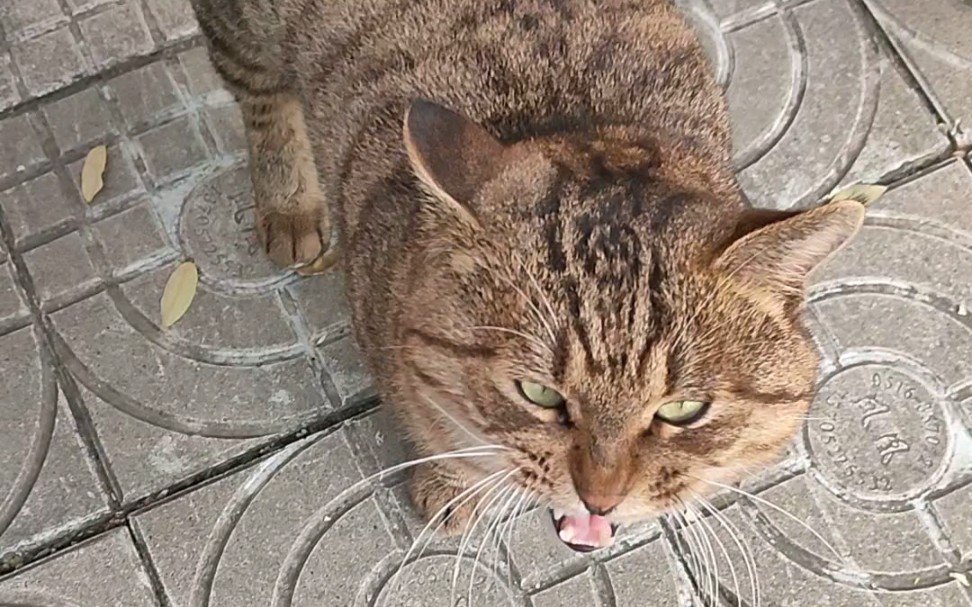 [图]拦路抢劫就算了，还挑食！