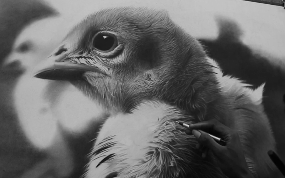 heavenly artz用炭笔绘画超写实小鸡过程_哔哩哔哩 (゜-゜)つロ 干杯