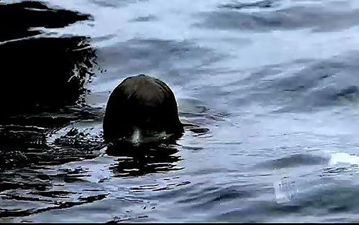 无穷小亮-水猴子一次看个够