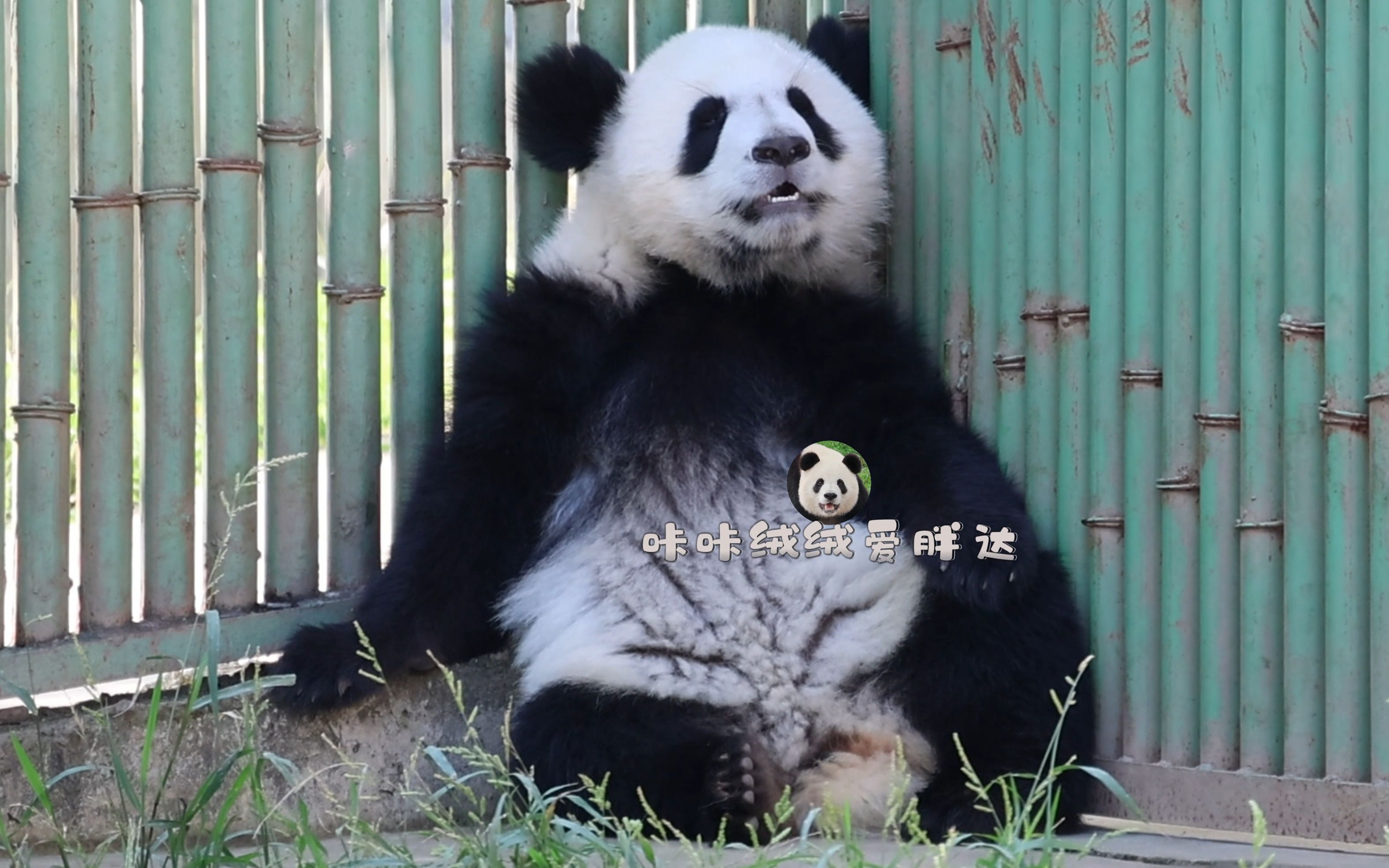 【大熊猫秦大朵】宝宝想妈妈