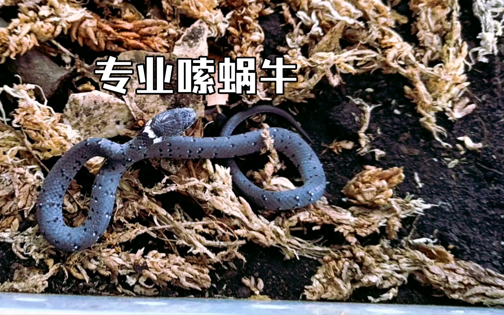 活动作品嗦蜗牛的横纹钝头蛇