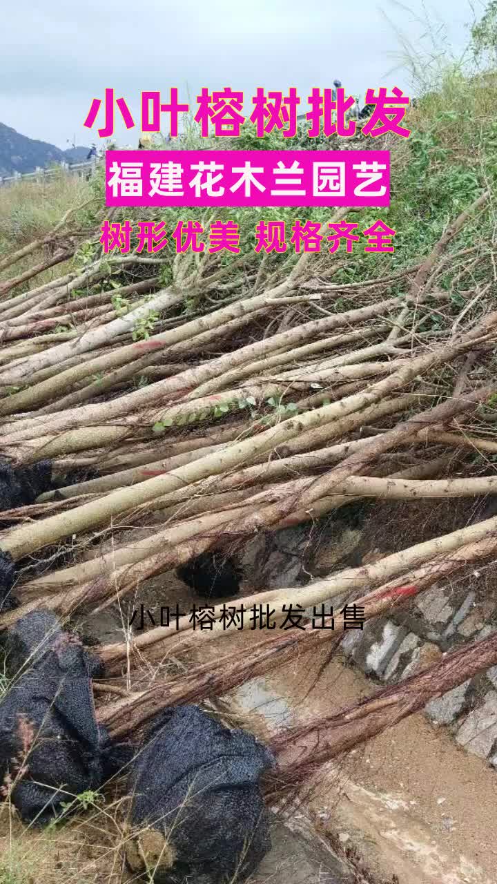 小叶榕树出售 #小叶榕树 #小叶榕景观树 #小叶榕景观树 #小叶榕树