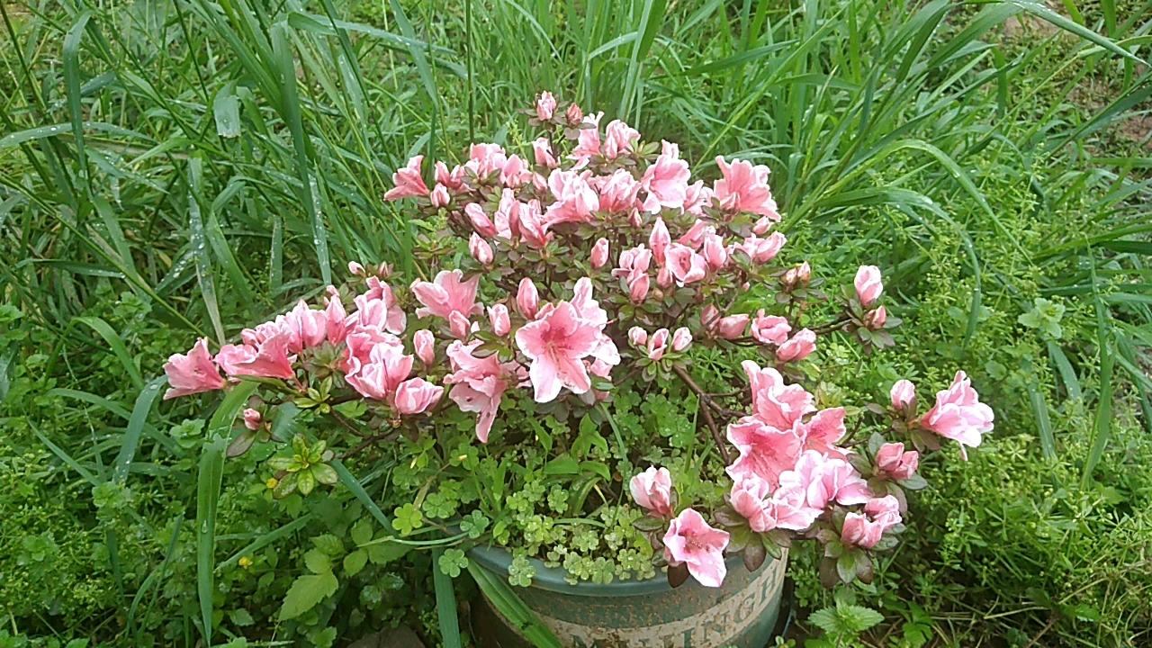 百合杜鹃,期待你的盛开