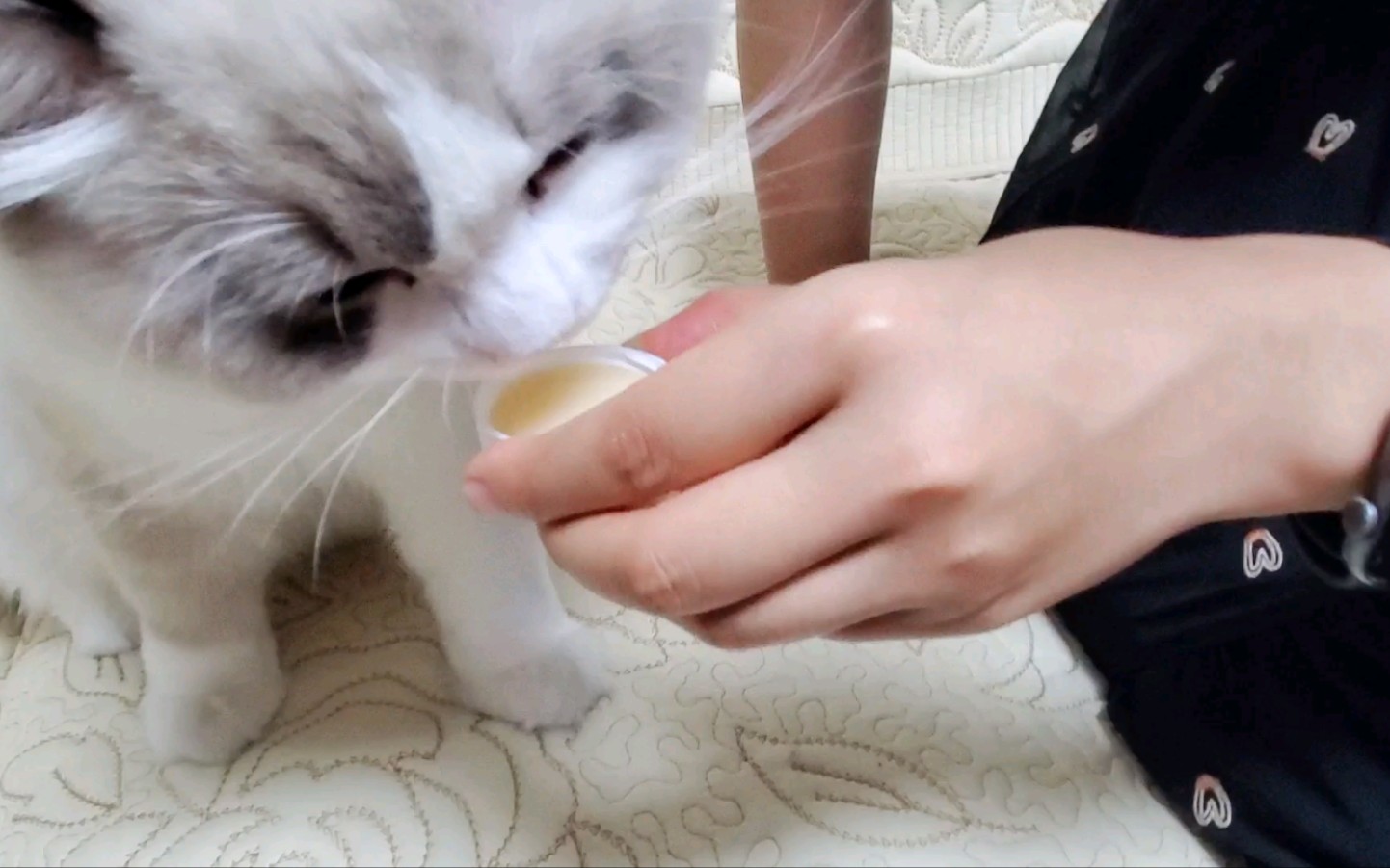 【布偶猫】进击的舌头,真能喝酸奶