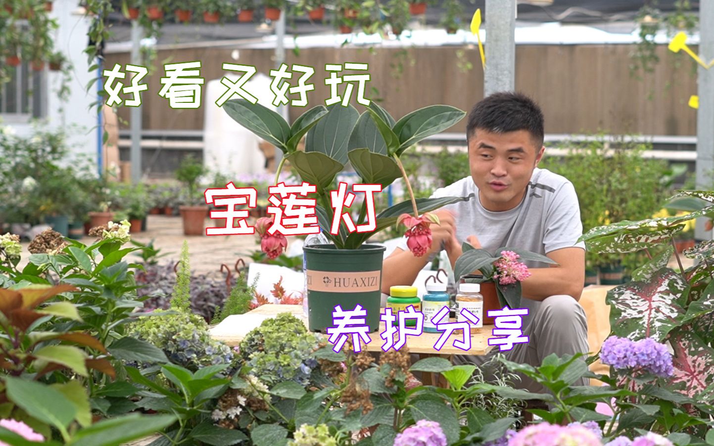 [图]好看又好玩的“宝莲灯”花怎么养？注意这几点，花开满枝花期长。